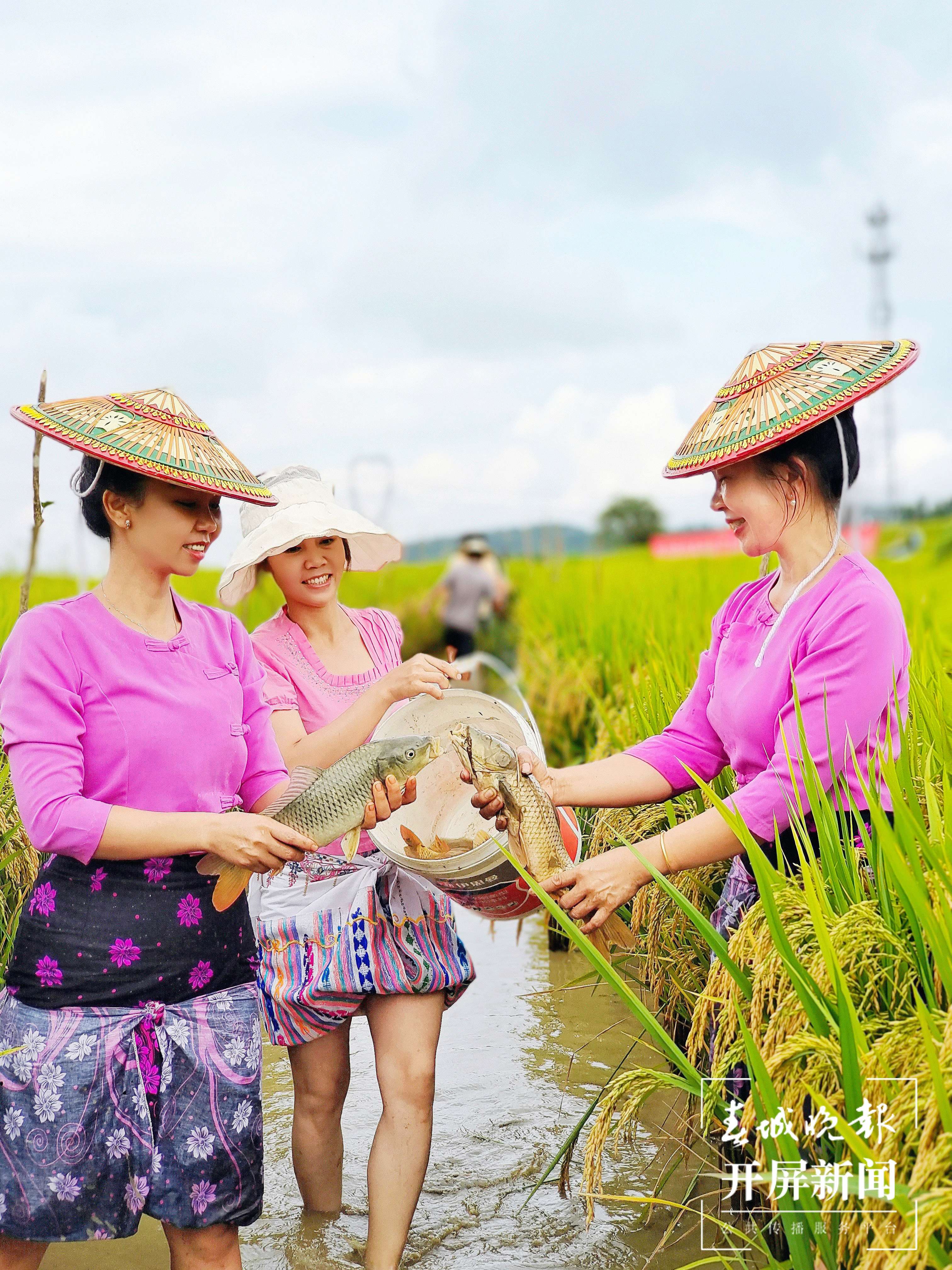德宏芒市“稻花鱼”迎来丰收（春城晚报-开屏新闻记者 马楠 通讯员 刀晓桂 摄）