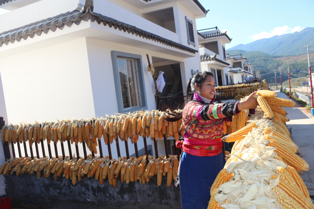 楚雄紫丘村:移民村里开出“繁荣花”4.png