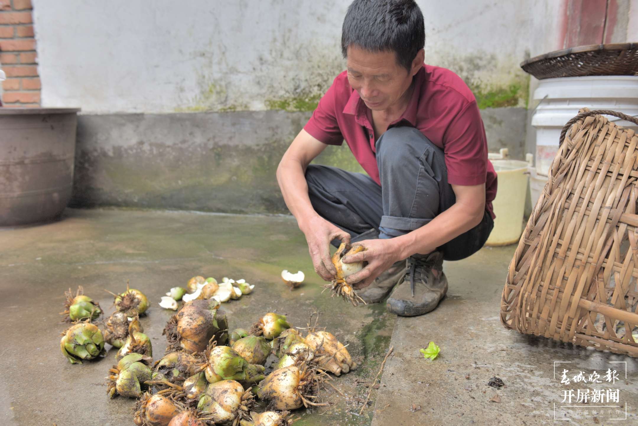 保山昌宁：天堂山心叶百合“粉”出好生活（崔敏 通讯员 吴再忠  陈雯琪 摄）
