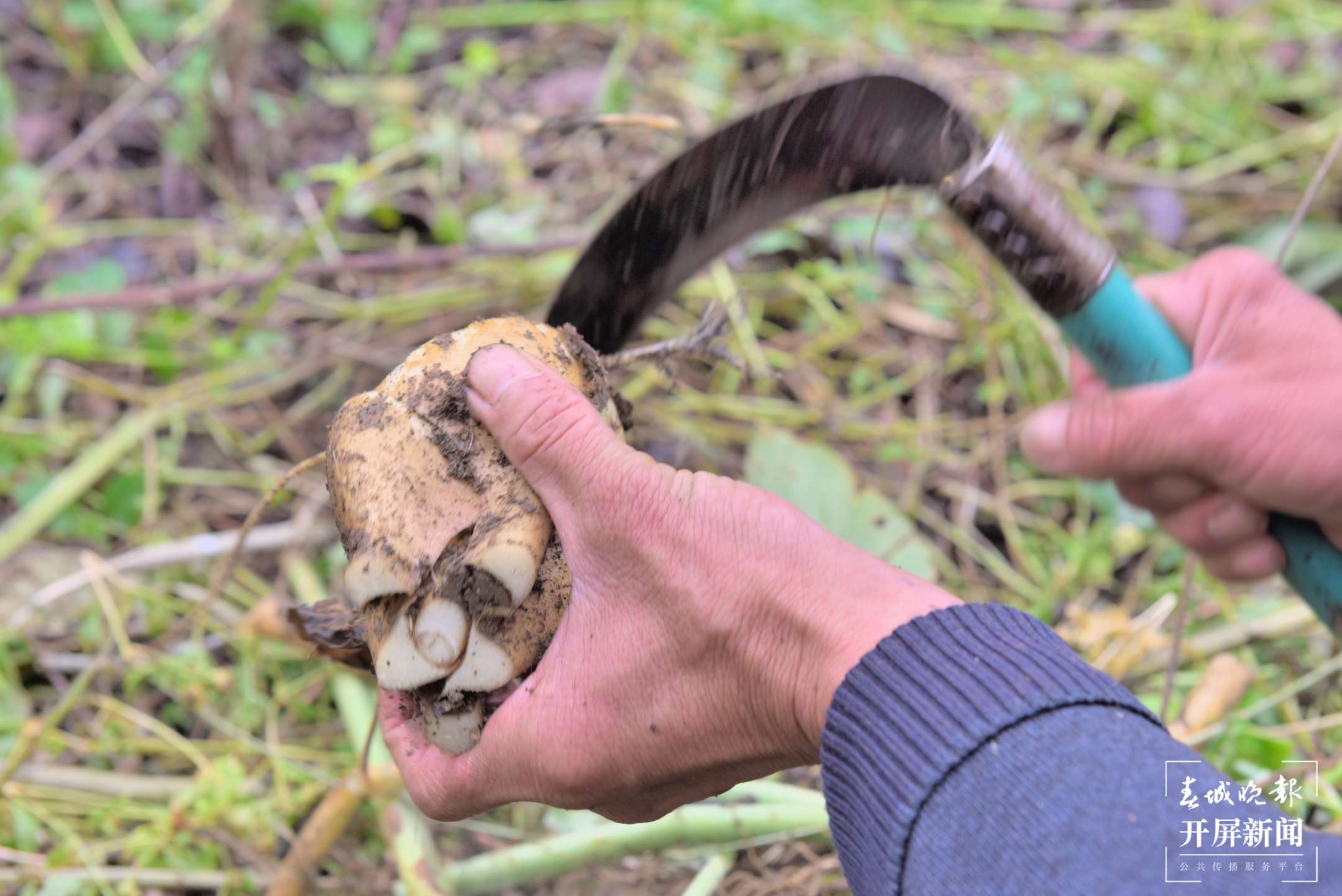 保山昌宁：天堂山心叶百合“粉”出好生活（崔敏 通讯员 吴再忠  陈雯琪 摄）