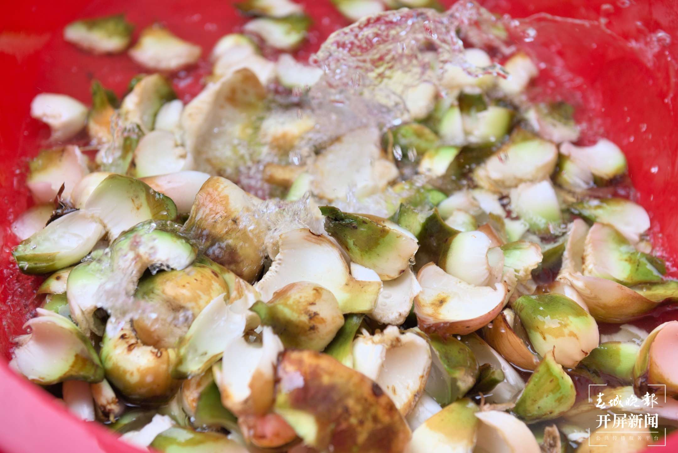 保山昌宁：天堂山心叶百合“粉”出好生活（崔敏 通讯员 吴再忠  陈雯琪 摄）