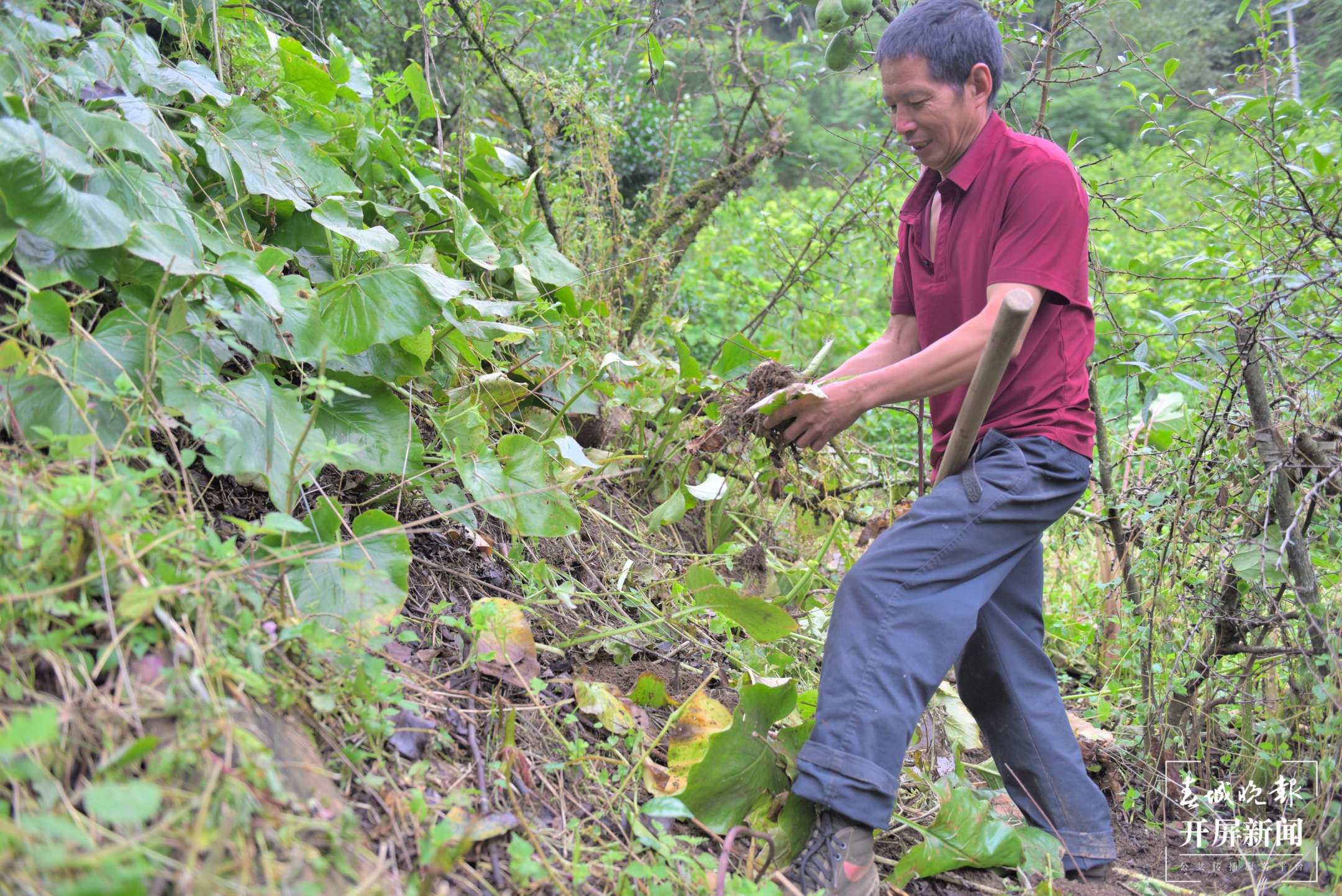 保山昌宁：天堂山心叶百合“粉”出好生活（崔敏 通讯员 吴再忠  陈雯琪 摄）