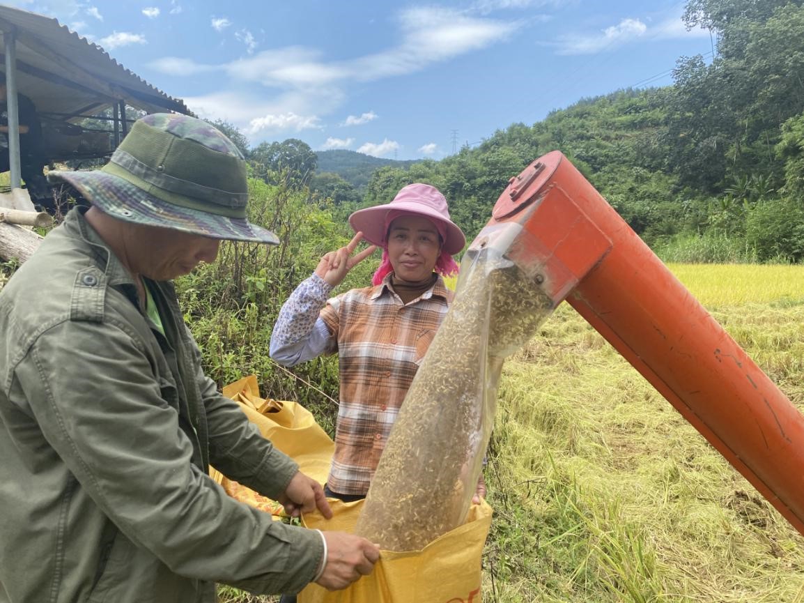 西双版纳勐腊县易武镇：稻花香里说丰年（供图）