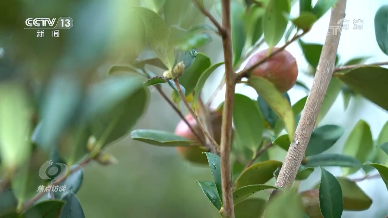 焦点访谈：领航中国 全面小康 一个都不能少