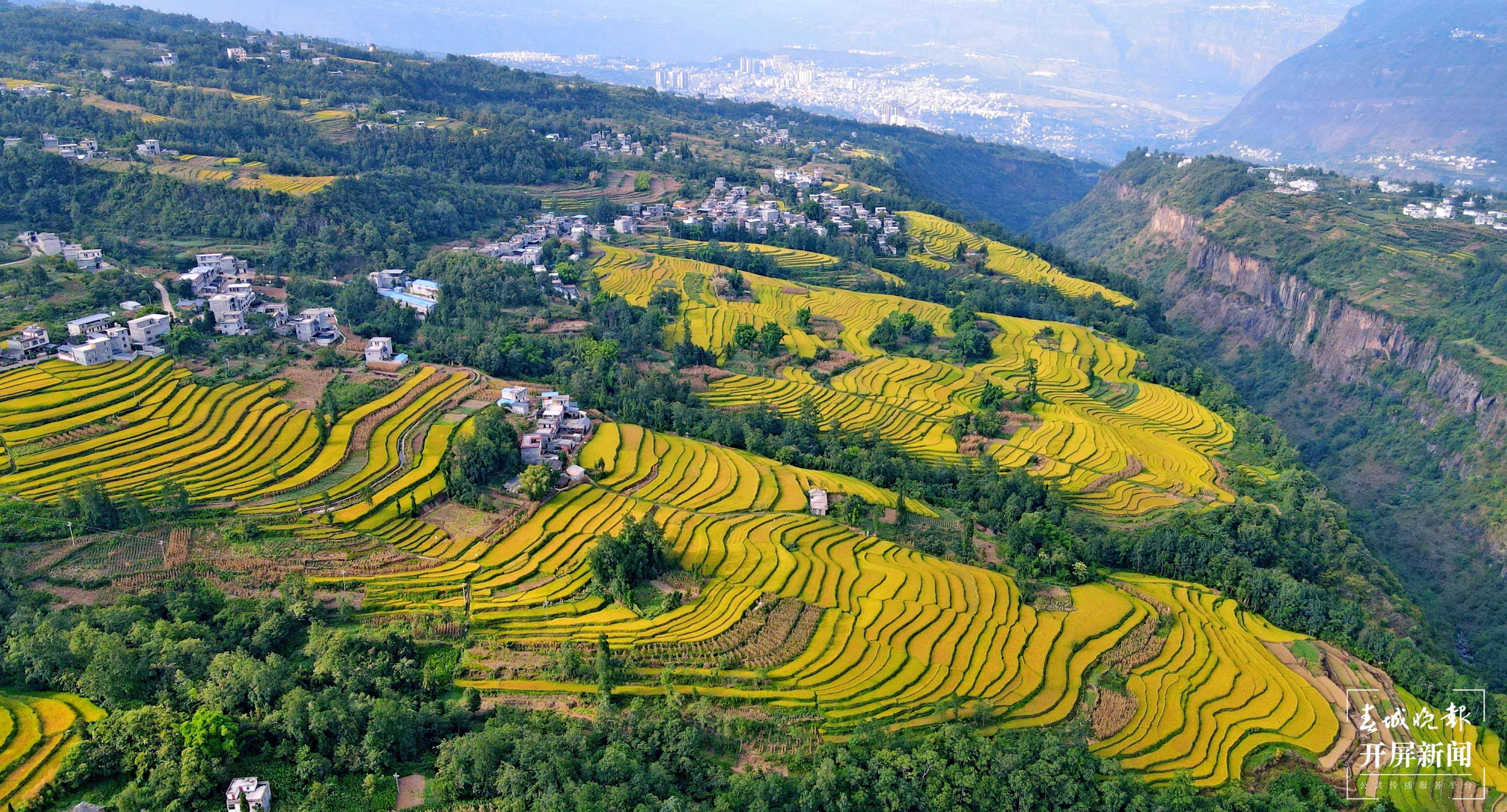 昭通这个地方千亩稻田喜获丰收，风景美如画 (9).jpg