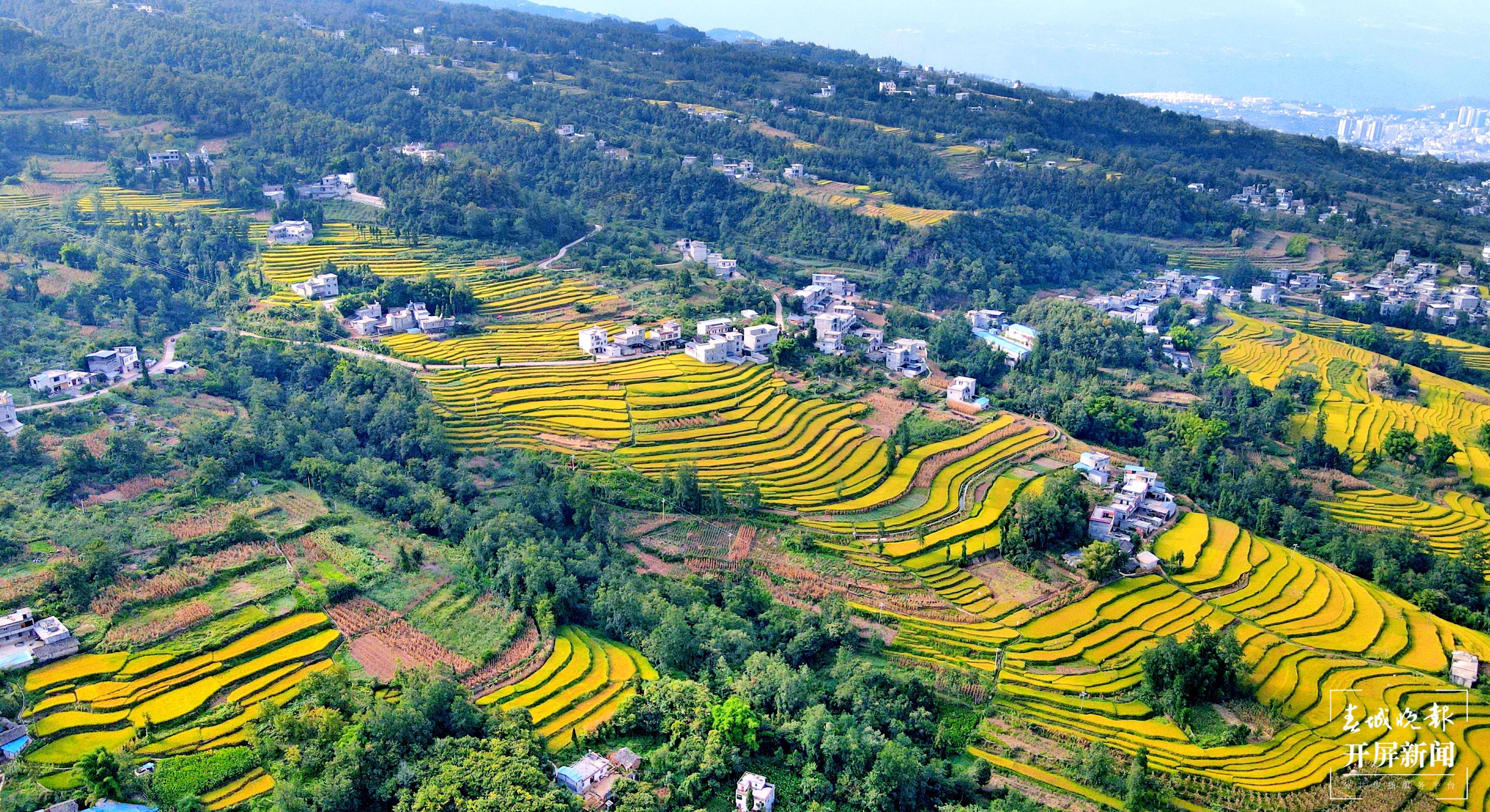 昭通这个地方千亩稻田喜获丰收，风景美如画 (2).jpg