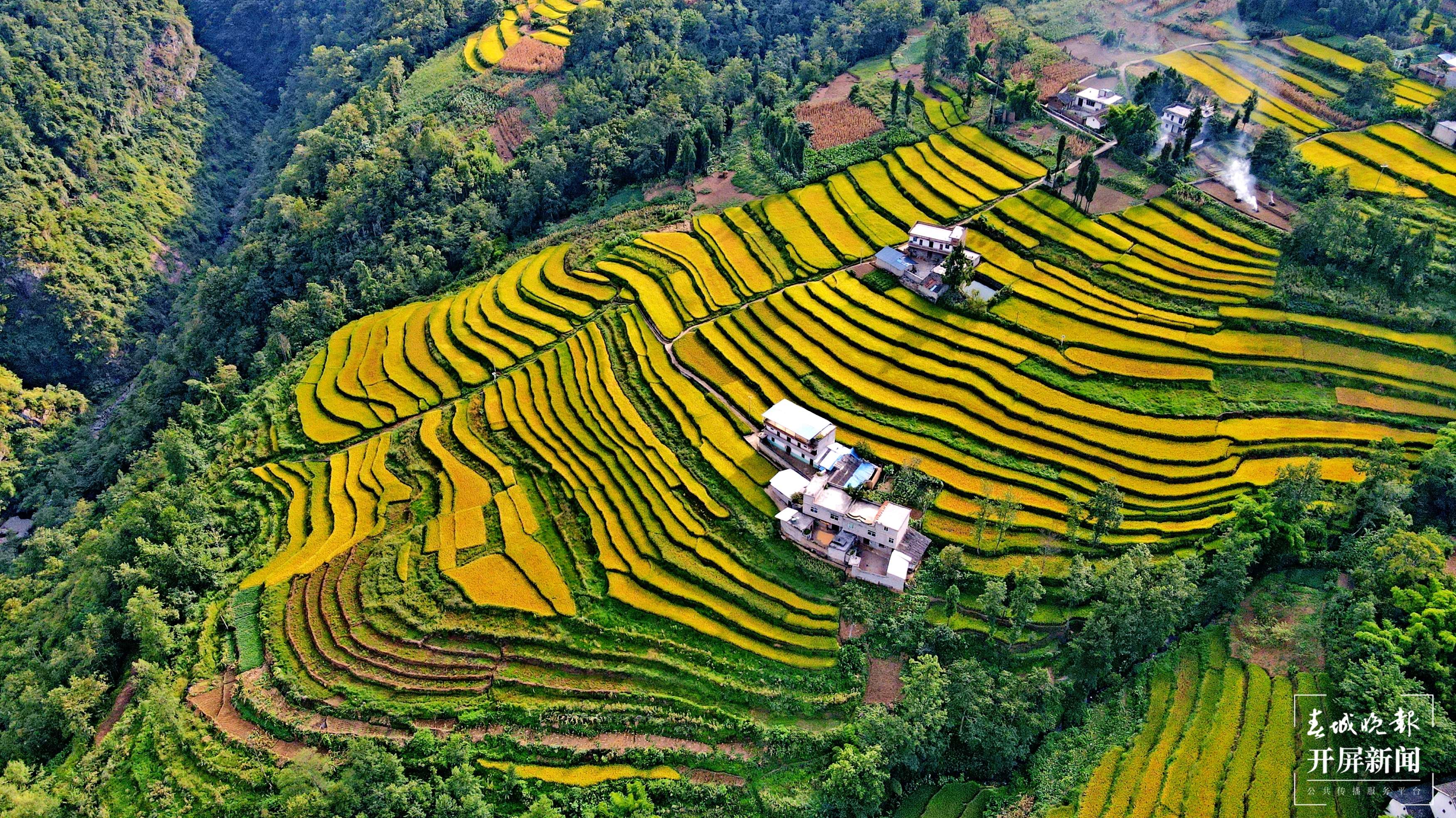 昭通这个地方千亩稻田喜获丰收，风景美如画 (1).jpg