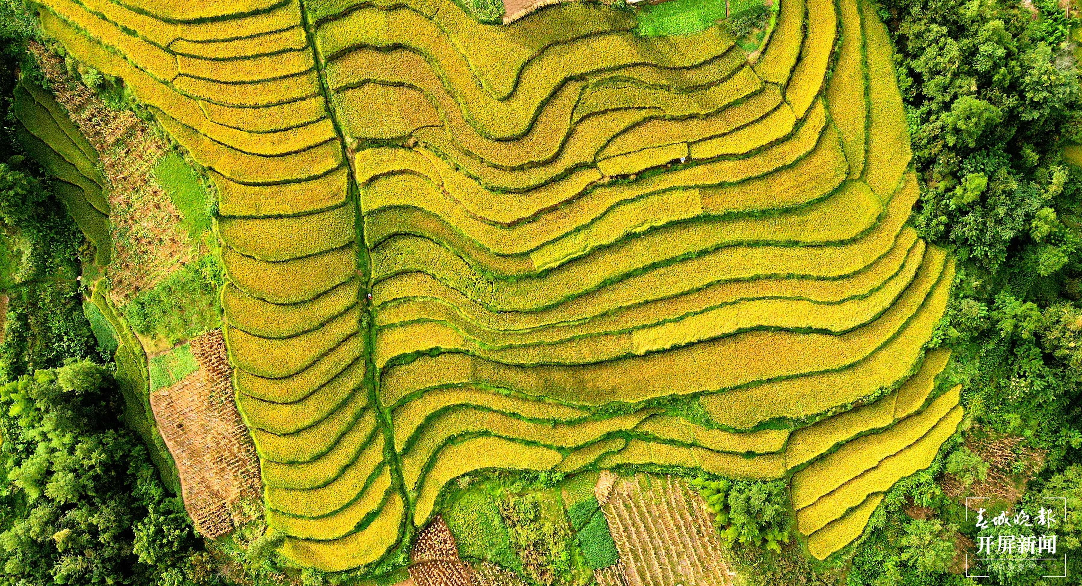 昭通这个地方千亩稻田喜获丰收，风景美如画 (5).jpg