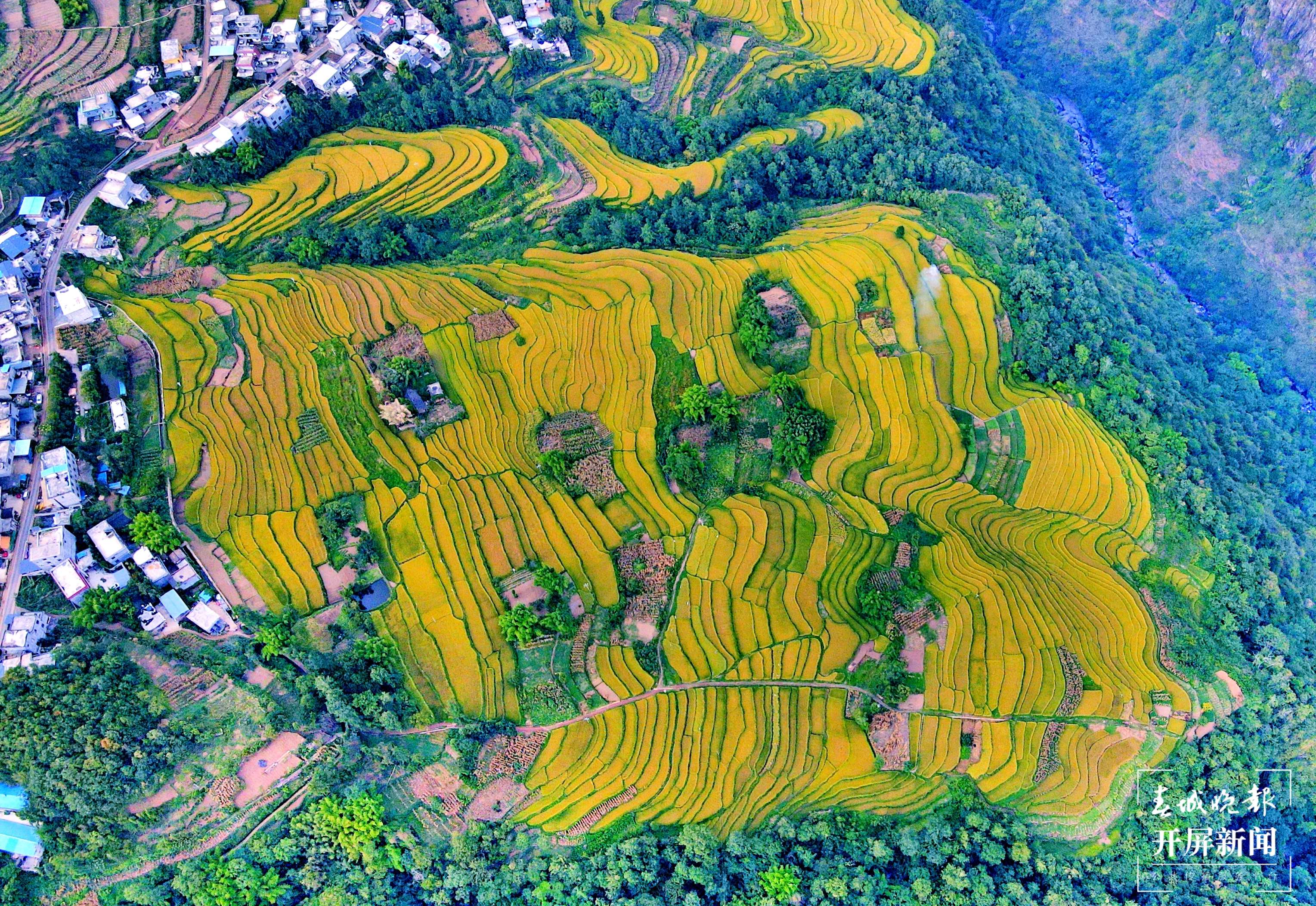 昭通这个地方千亩稻田喜获丰收，风景美如画 (7).jpg