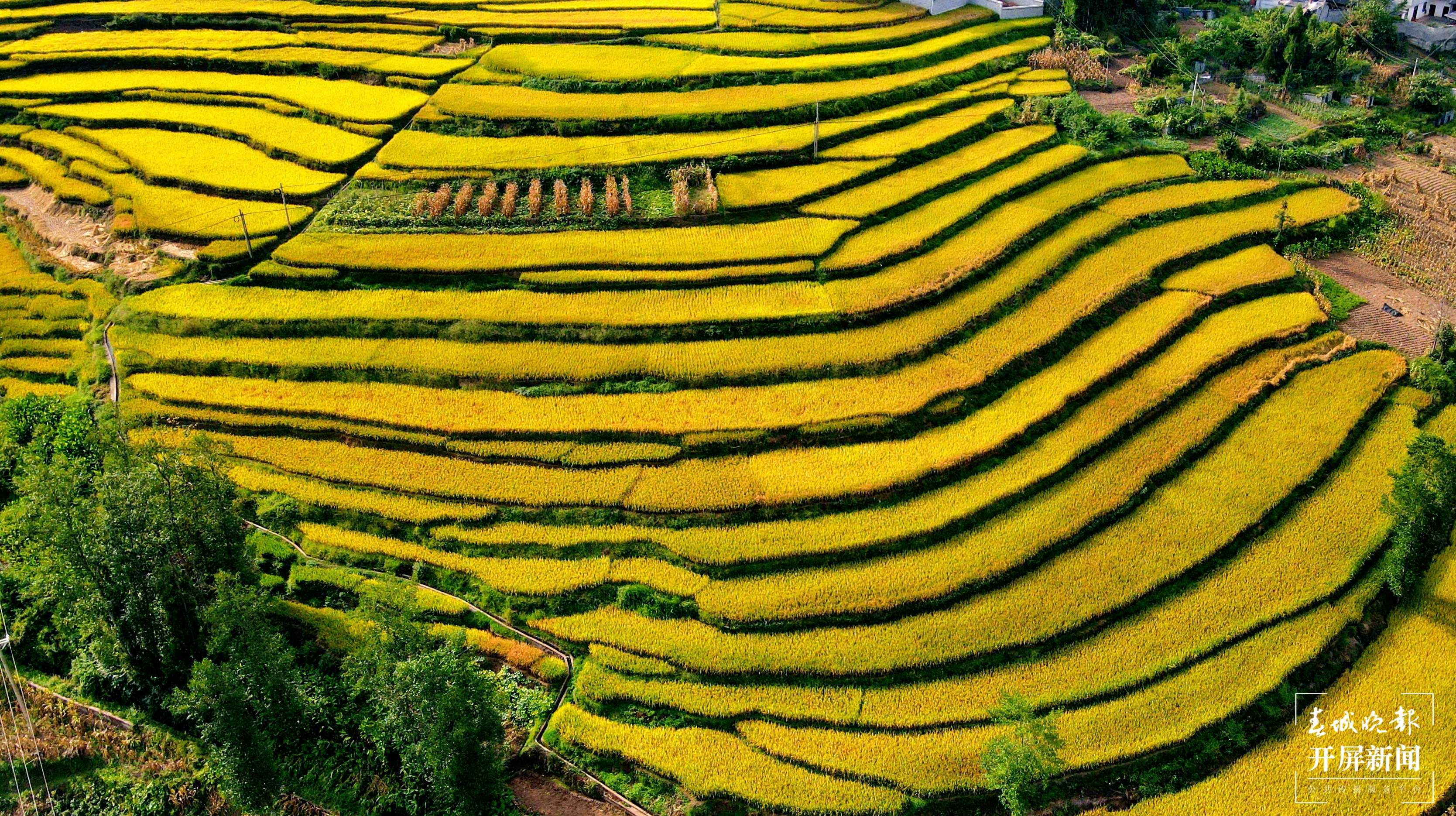 昭通这个地方千亩稻田喜获丰收，风景美如画 (8).jpg