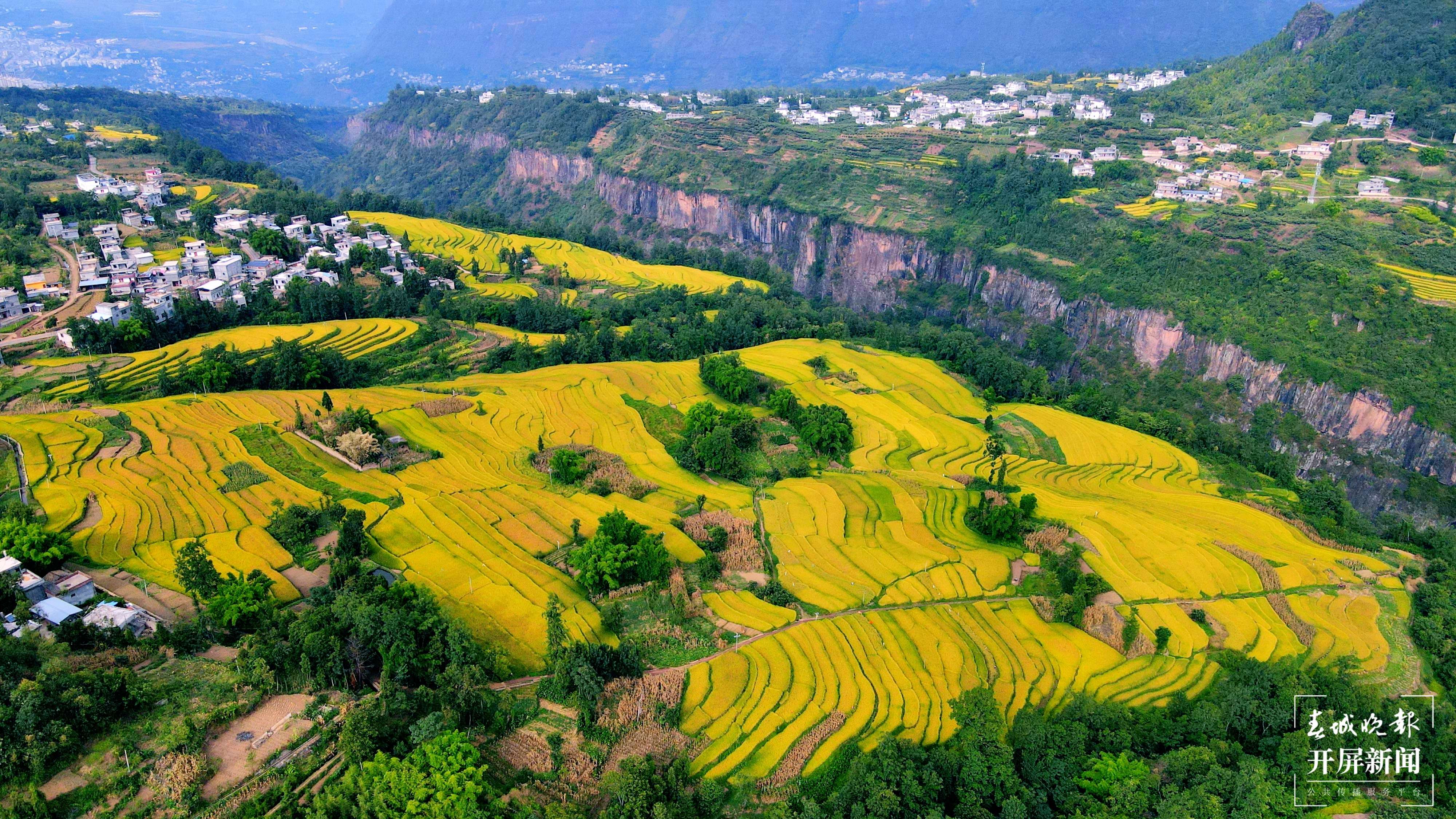 昭通这个地方千亩稻田喜获丰收，风景美如画 (6).jpg