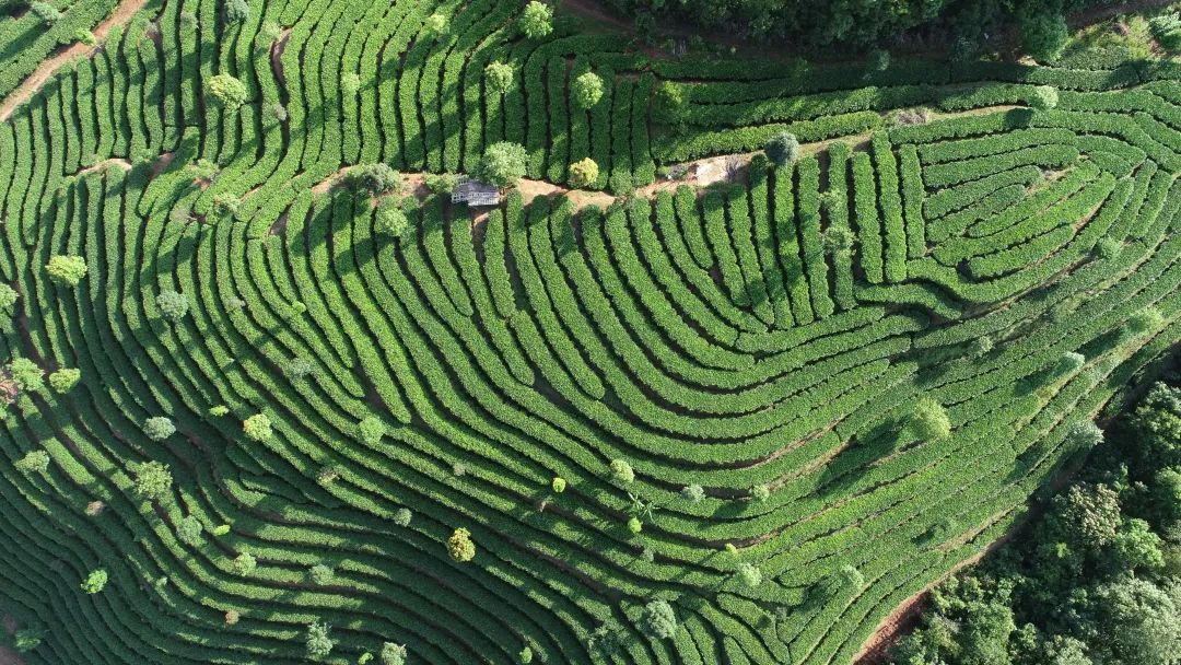 我们都是一家人 普洱整董镇3.jpg