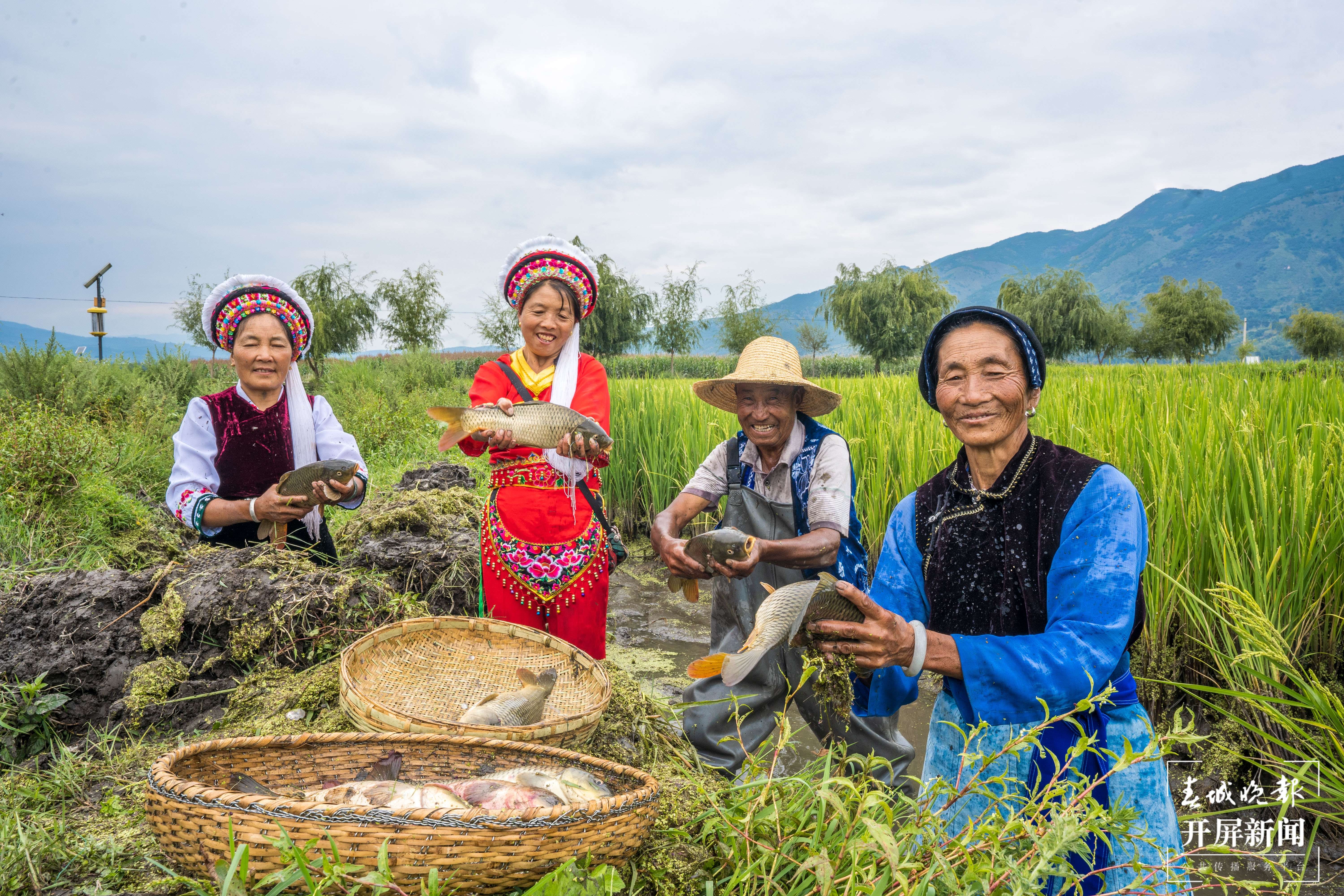 大理洱源：稻香鱼肥好“丰”景（春城晚报-开屏新闻记者 刘文波 杨维琦 杨茜 通讯员 李雪梅 杨树章 罗新才 杨铸琦 摄）