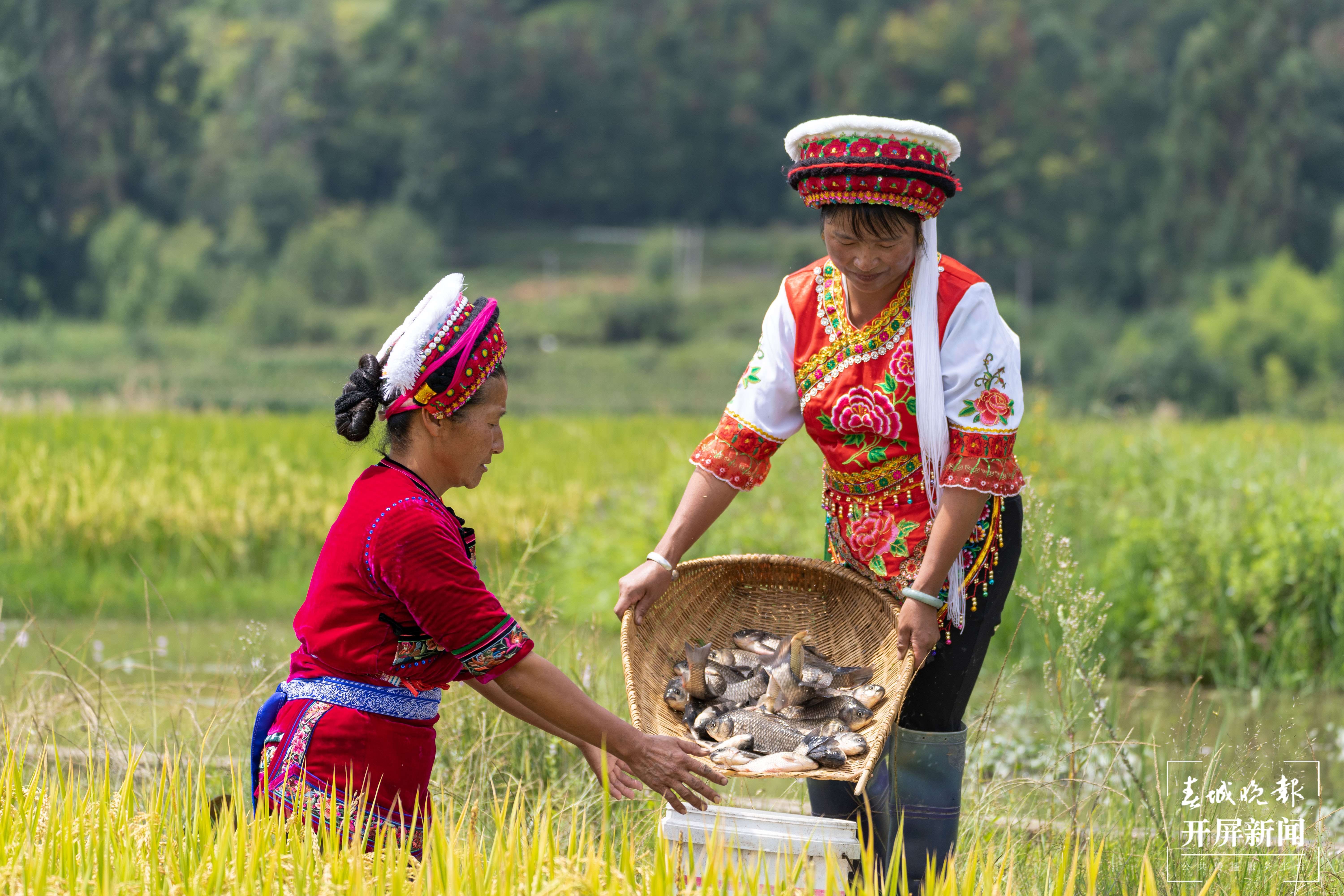 大理洱源：稻香鱼肥好“丰”景（春城晚报-开屏新闻记者 刘文波 杨维琦 杨茜 通讯员 李雪梅 杨树章 罗新才 杨铸琦 摄）