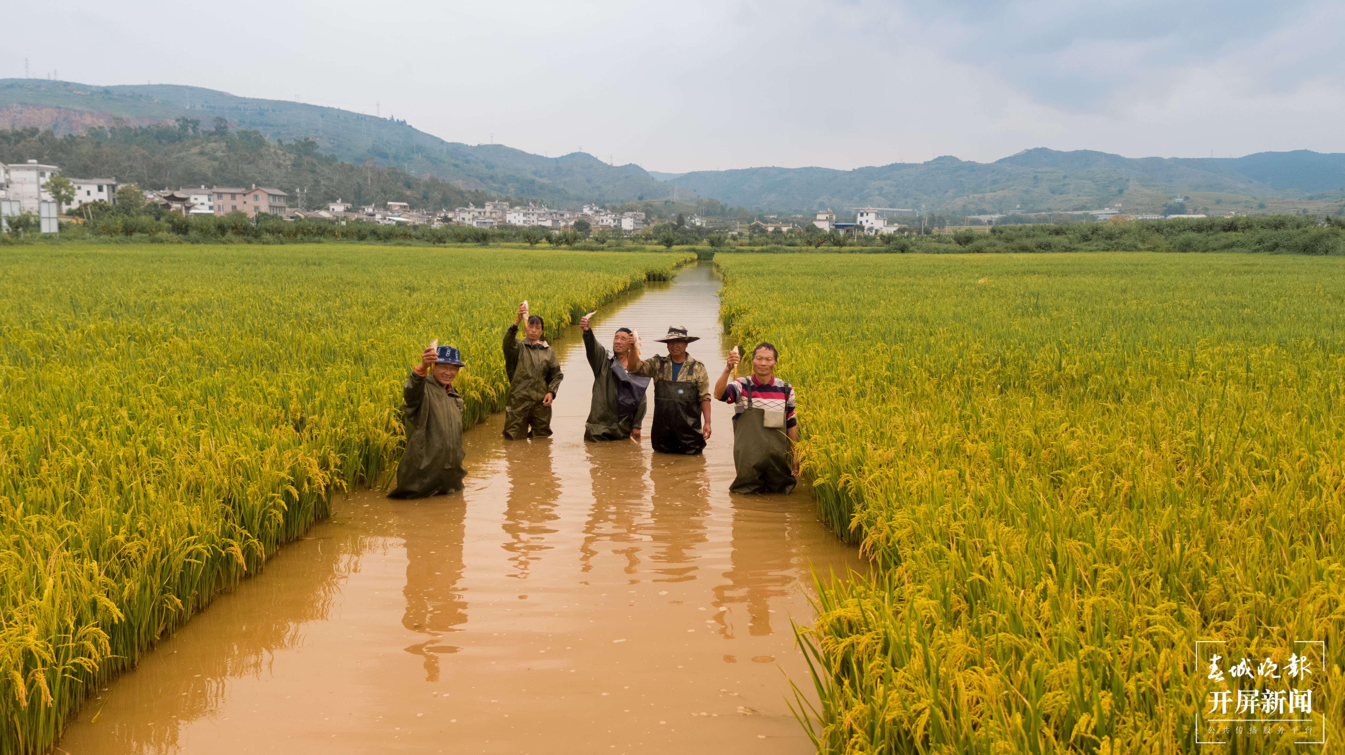 大理洱源：稻香鱼肥好“丰”景（春城晚报-开屏新闻记者 刘文波 杨维琦 杨茜 通讯员 李雪梅 杨树章 罗新才 杨铸琦 摄）