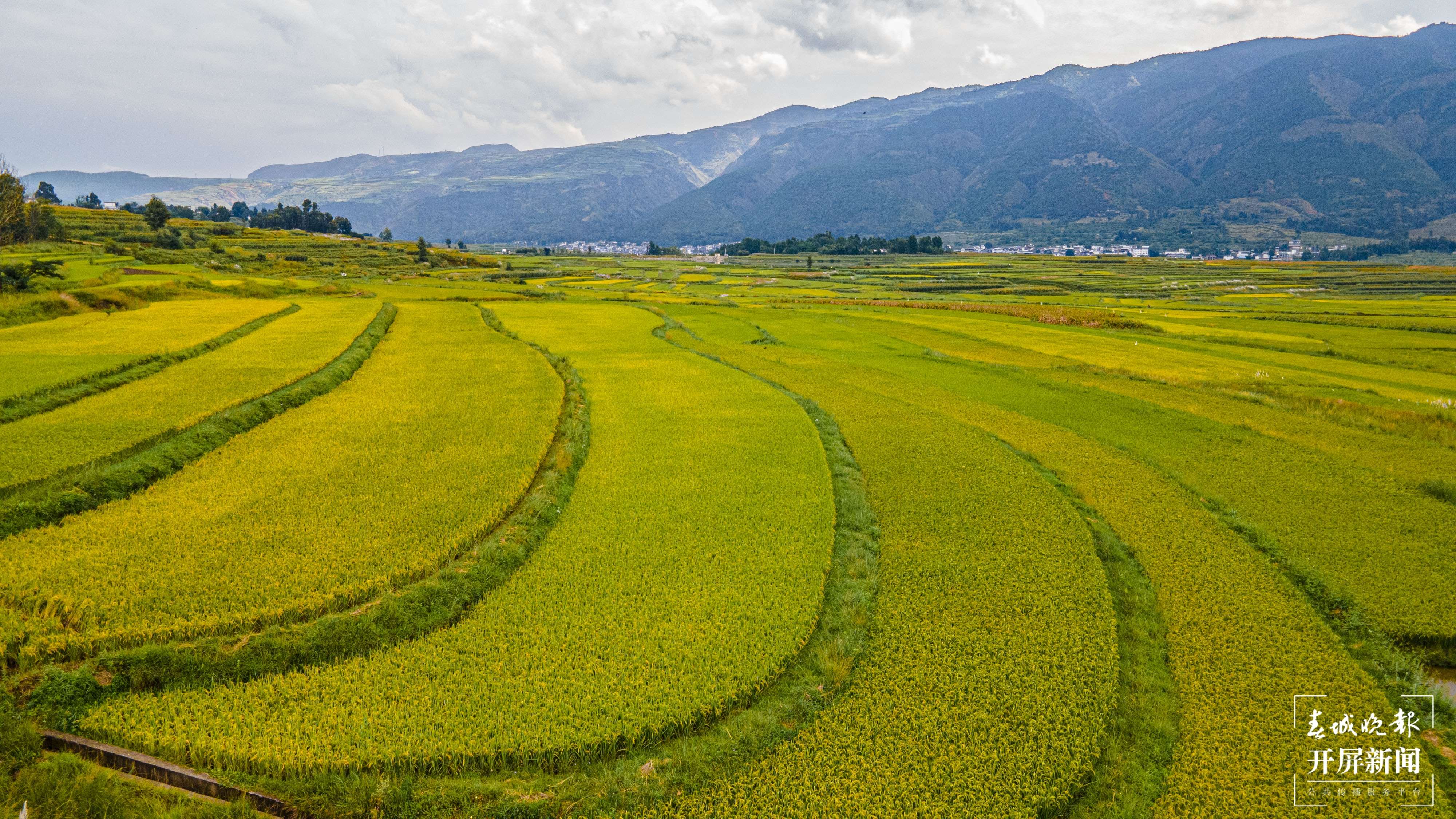 大理洱源：稻香鱼肥好“丰”景（春城晚报-开屏新闻记者 刘文波 杨维琦 杨茜 通讯员 李雪梅 杨树章 罗新才 杨铸琦 摄）