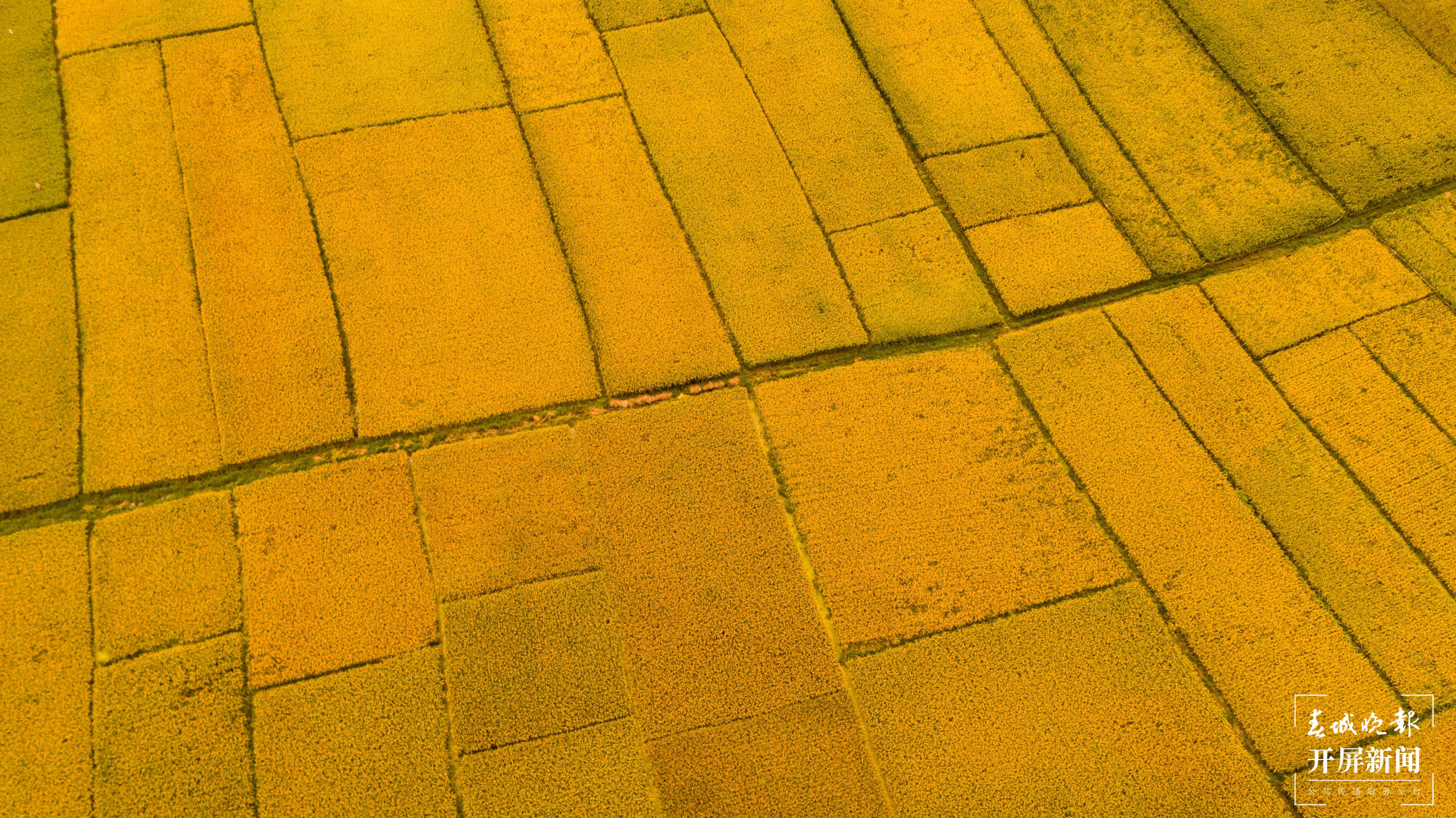 大理洱源：稻香鱼肥好“丰”景（春城晚报-开屏新闻记者 刘文波 杨维琦 杨茜 通讯员 李雪梅 杨树章 罗新才 杨铸琦 摄）