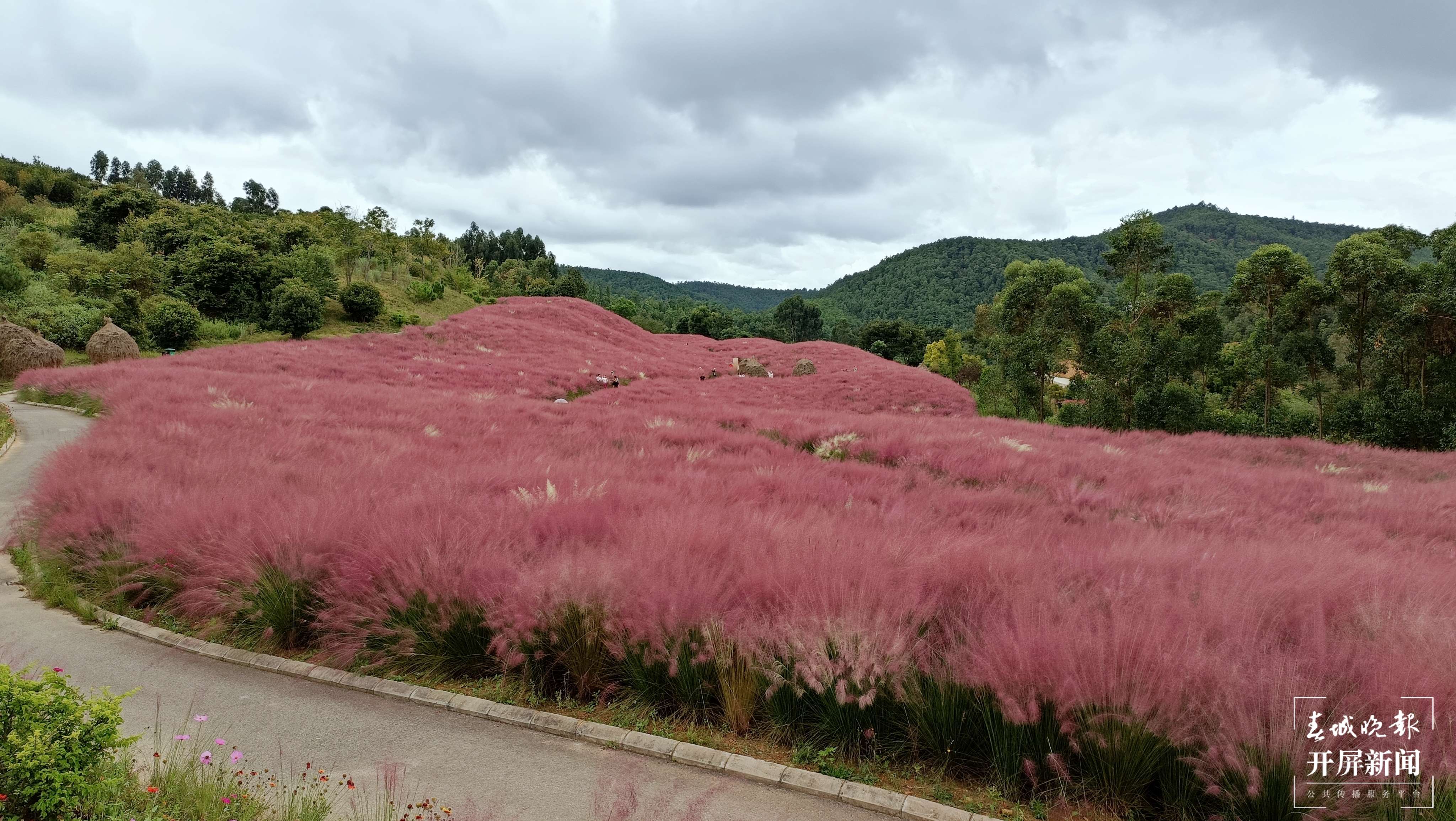 玉溪这片“粉黛花海”进入盛花期（春城晚报-开屏新闻记者 李春丽 杨茜 摄）