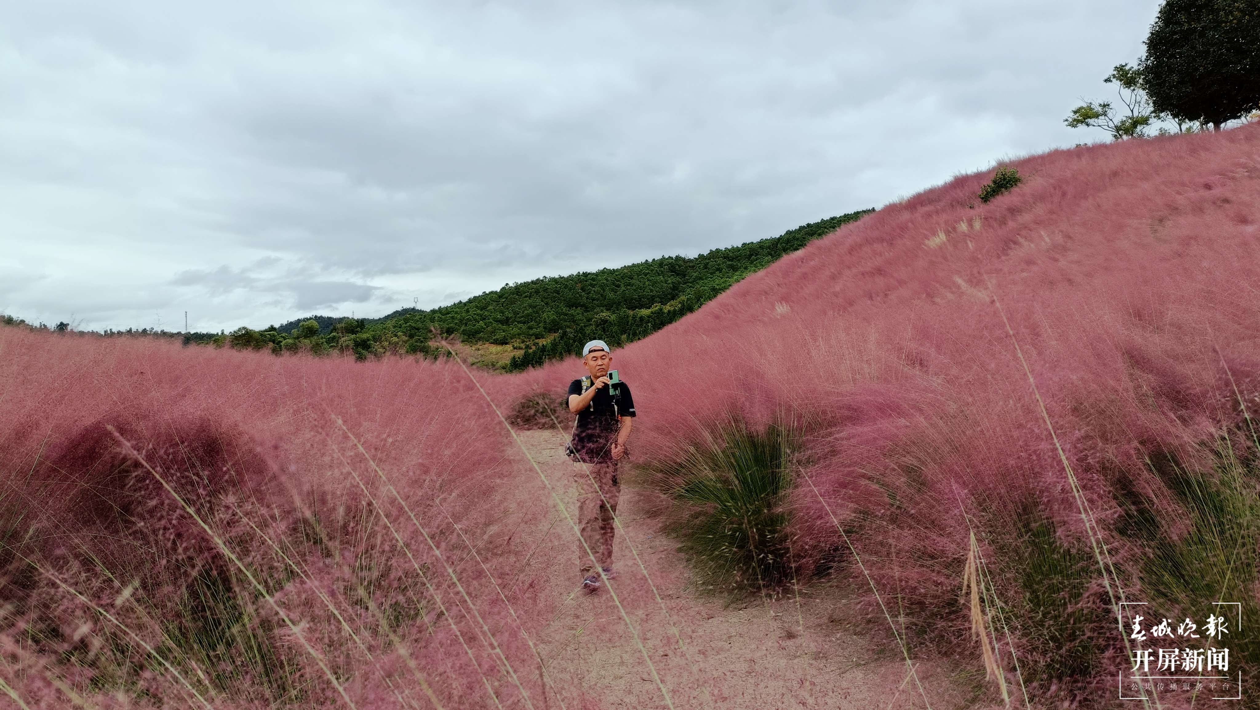玉溪这片“粉黛花海”进入盛花期（春城晚报-开屏新闻记者 李春丽 杨茜 摄）
