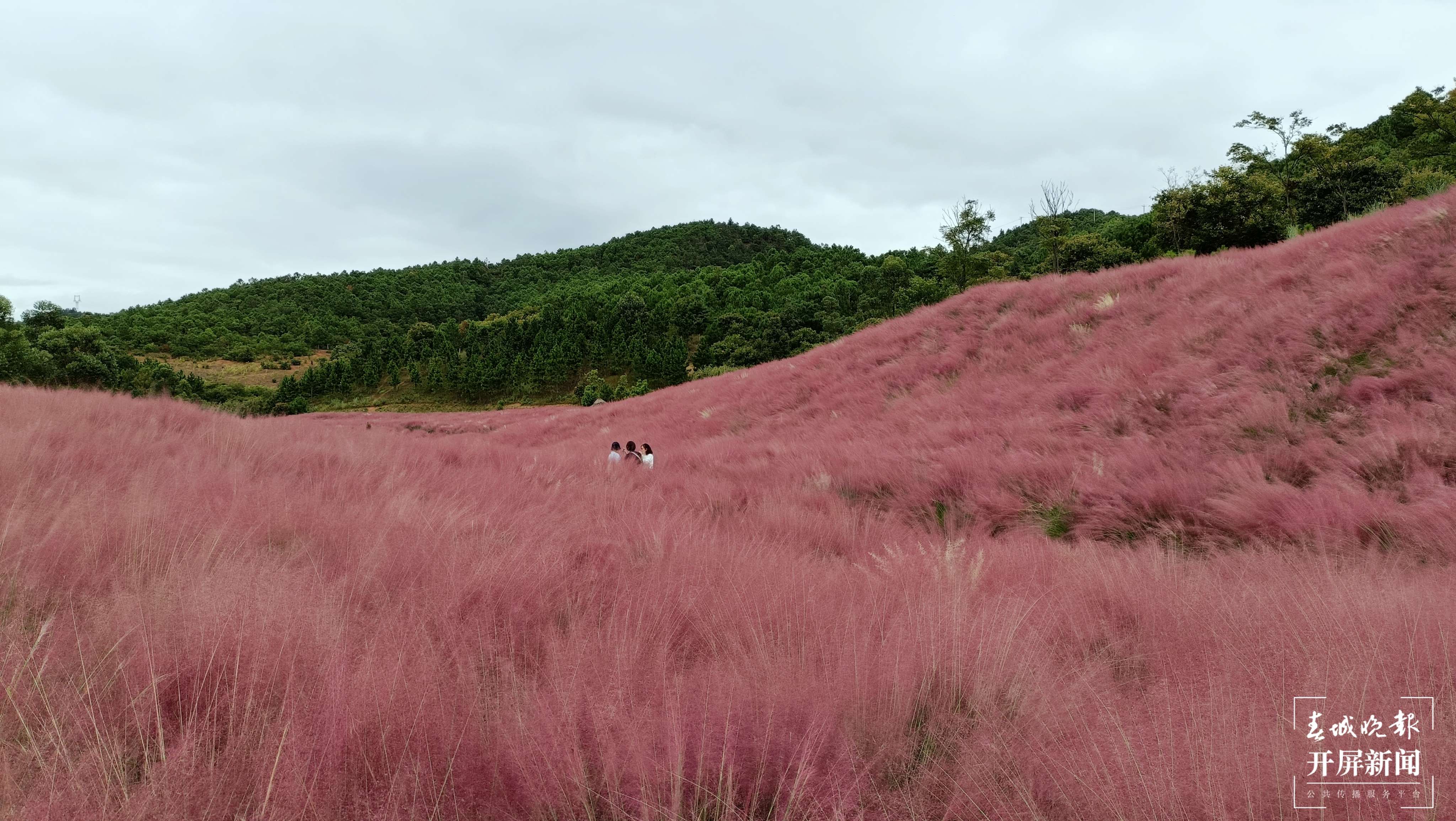 玉溪这片“粉黛花海”进入盛花期（春城晚报-开屏新闻记者 李春丽 杨茜 摄）