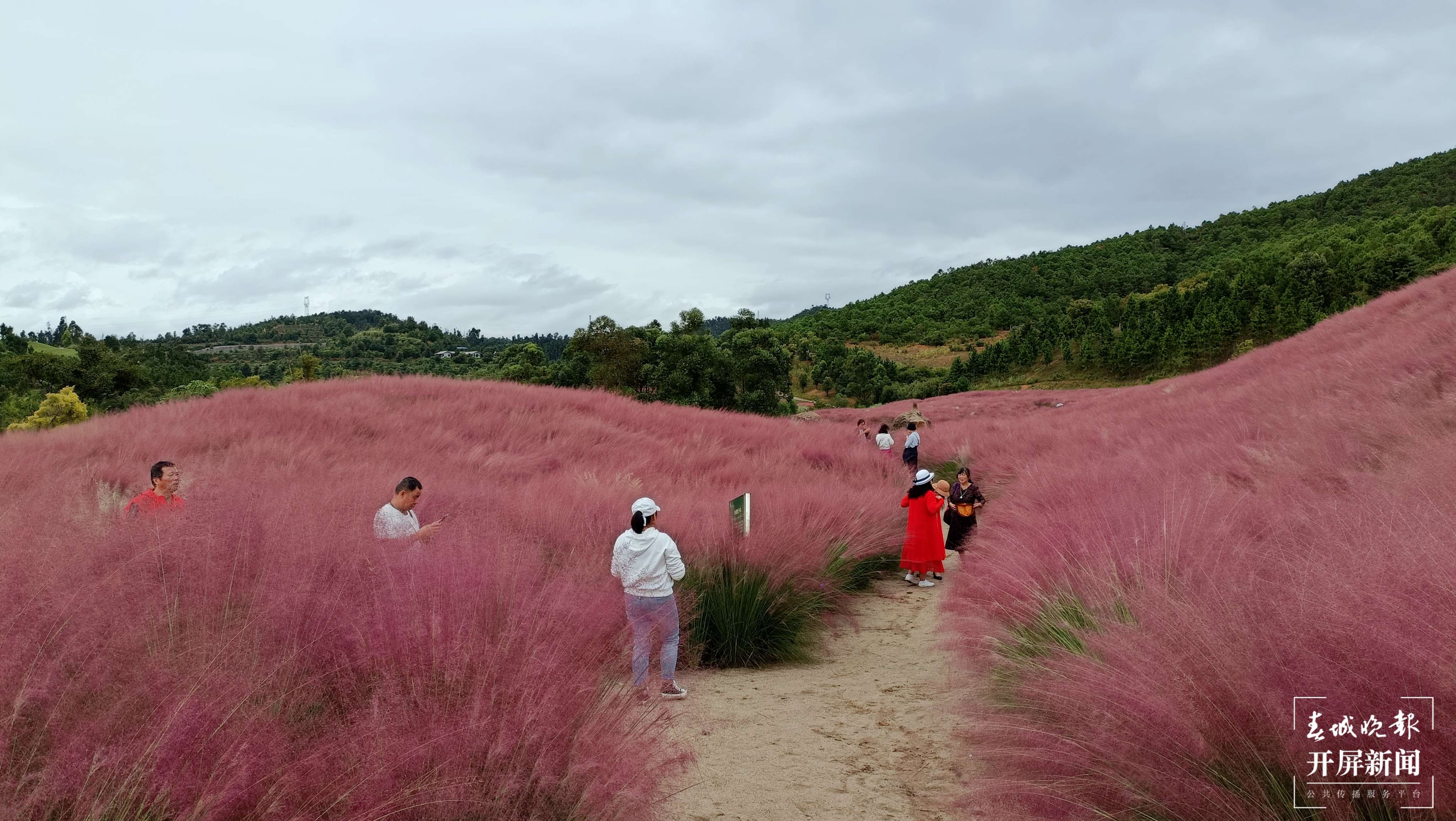 玉溪这片“粉黛花海”进入盛花期（春城晚报-开屏新闻记者 李春丽 杨茜 摄）