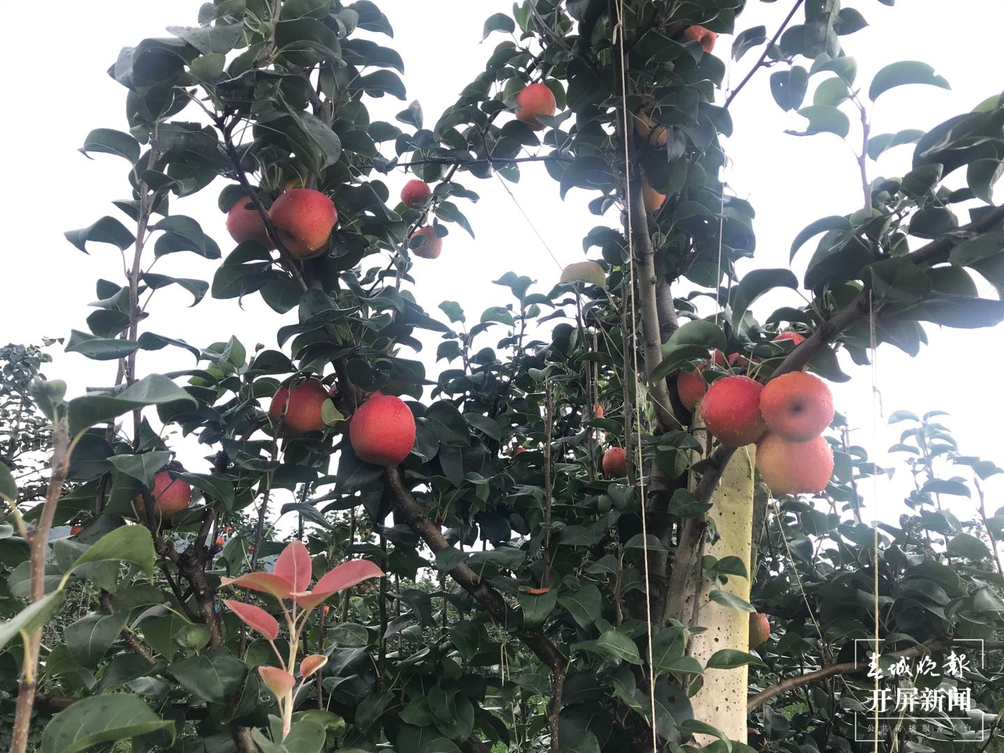 二代红梨上市了，更甜更水