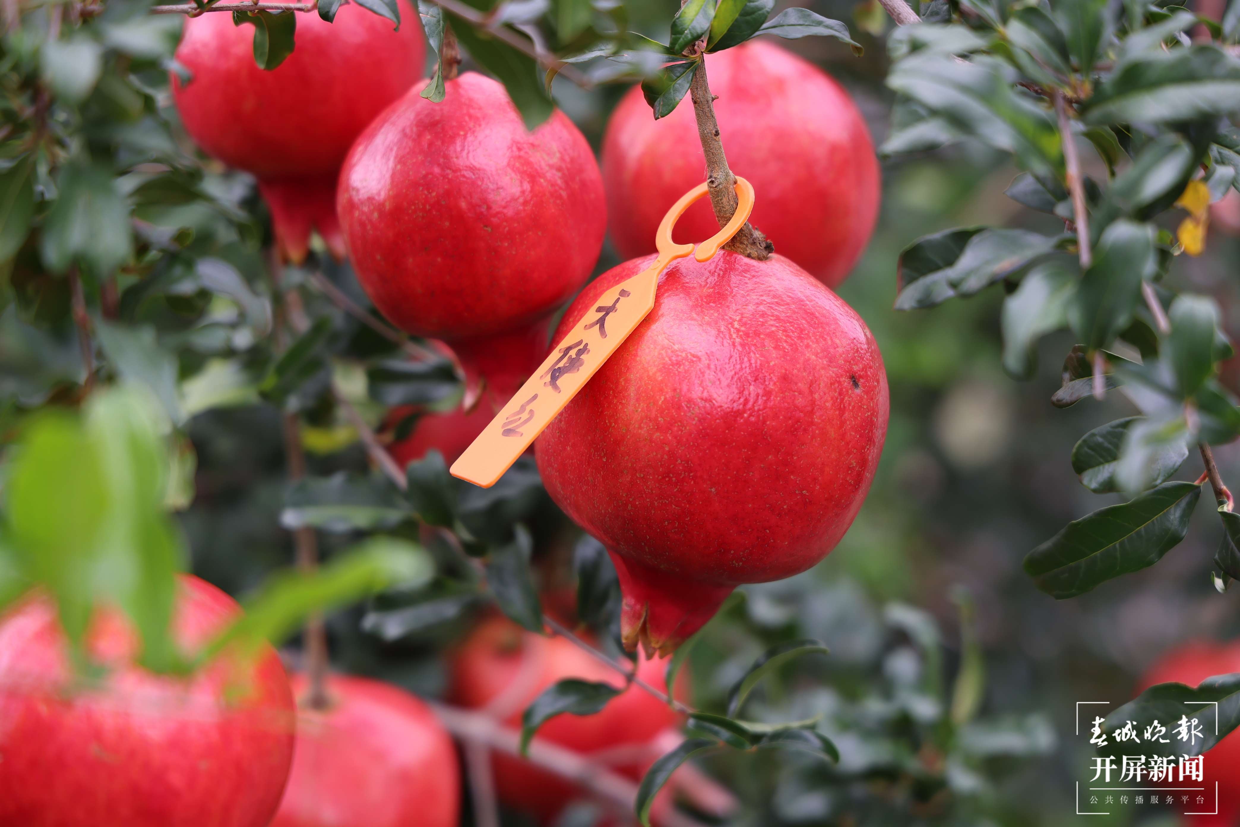 云南秋景上新｜大理宾川丰收（开屏新闻记者 王利绚 通讯员 杨宏毅 摄）