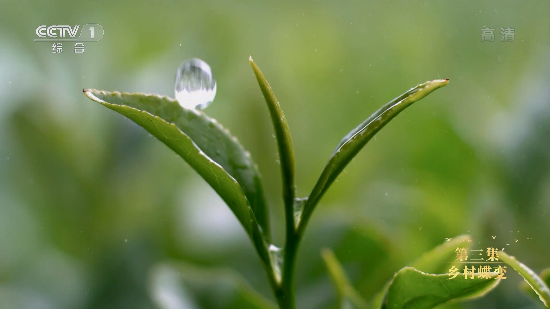 纪录片《为了更美好的生活》｜第三集 乡村蝶变8.jpg