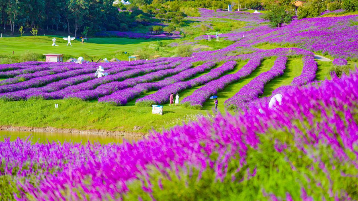 阳宗海千亩紫柳花相继绽放 (1).jpg