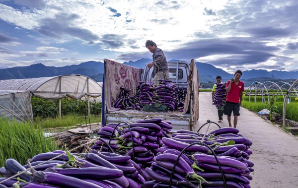 开远卧龙邑村茄子丰收.jpg