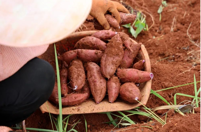 建水紫薯新鲜上市 农户笑开颜2.png