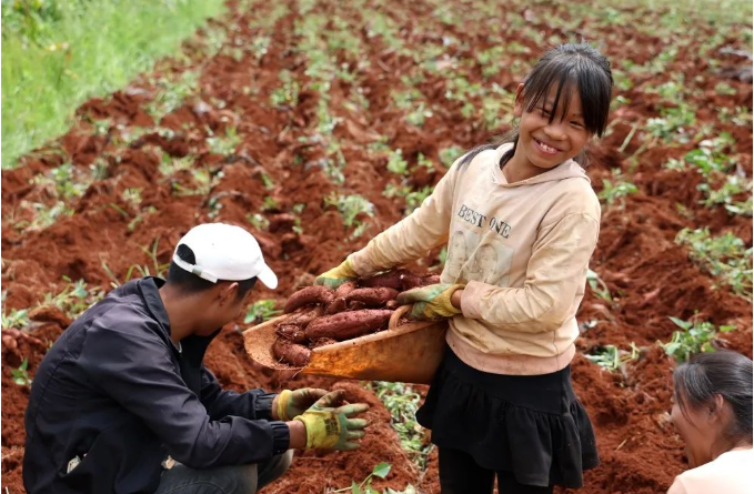 建水紫薯新鲜上市 农户笑开颜3.png
