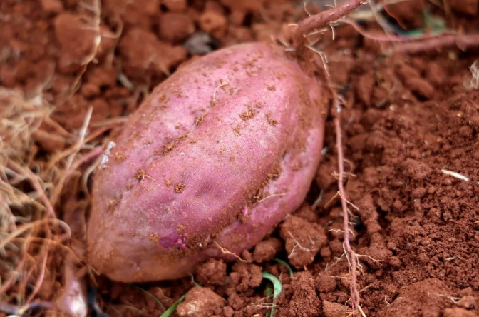 建水紫薯新鲜上市 农户笑开颜1.png