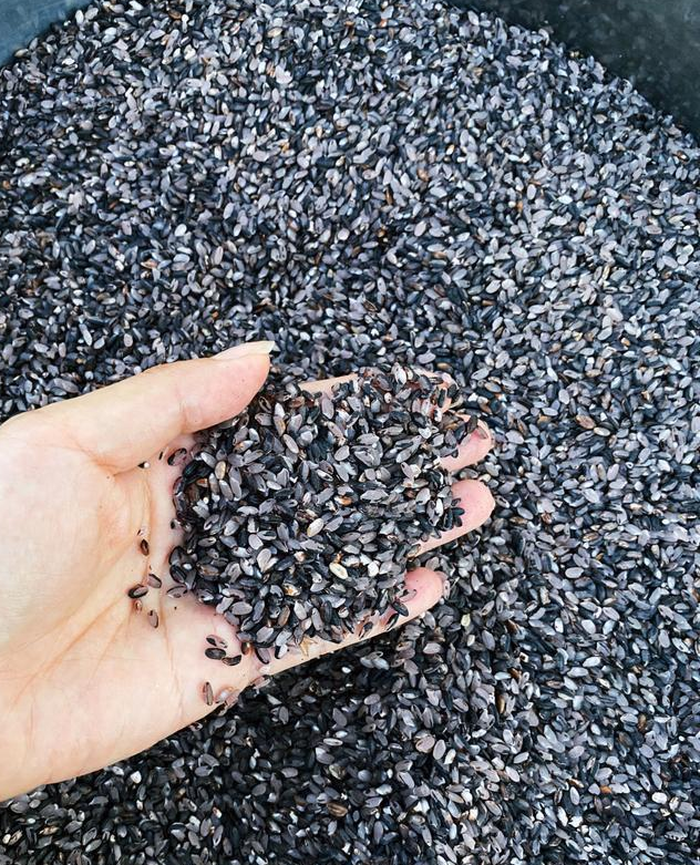 紫香米谷穗渐沉 供图1.png