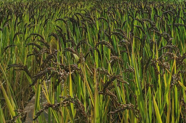 紫香米谷穗渐沉 供图.png