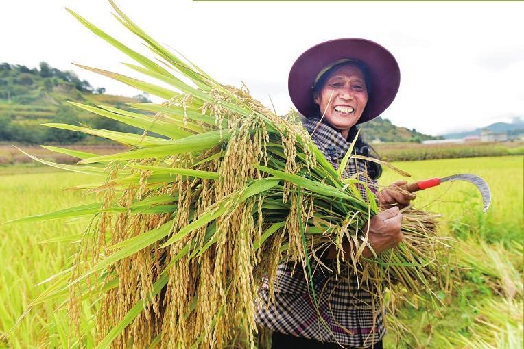 大理·南涧  满地金黄秋色美
