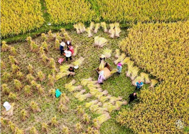 大理·南涧  满地金黄秋色美