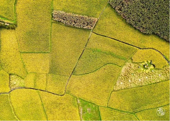 大理·南涧  满地金黄秋色美