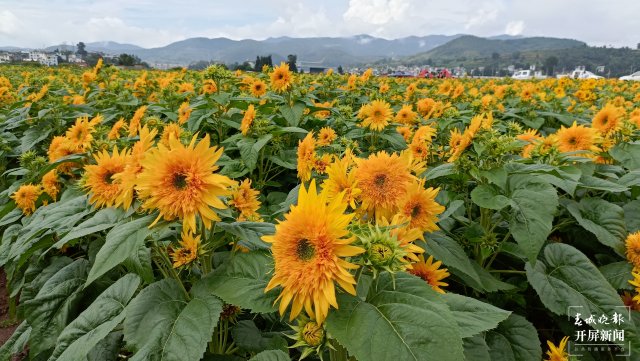 玉溪 华宁  向日葵花海竞相盛放