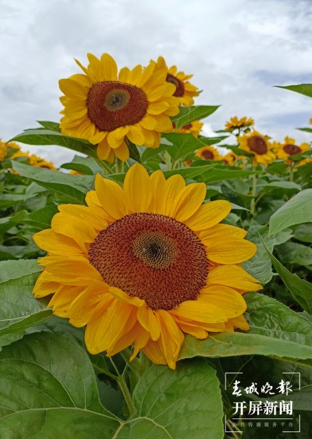 玉溪 华宁  向日葵花海竞相盛放