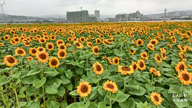玉溪 华宁  向日葵花海竞相盛放