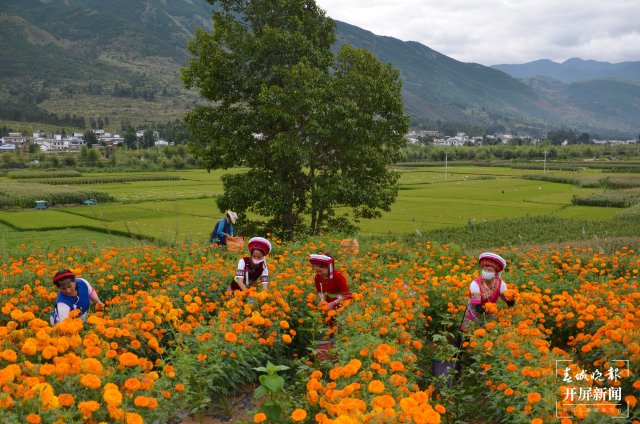 大理•凤羽  万寿菊花开美如画