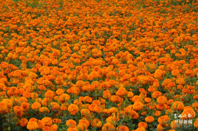 大理•凤羽  万寿菊花开美如画