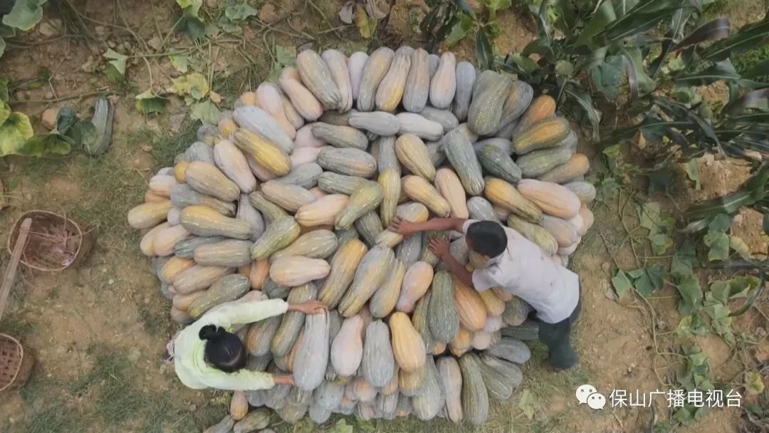 保山•施甸  南瓜