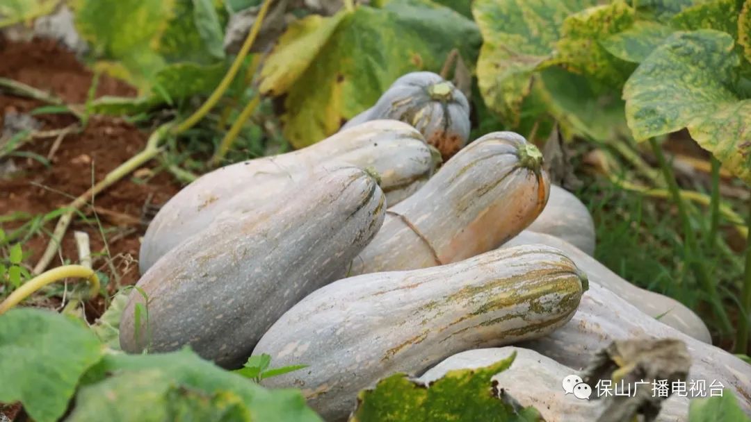 保山•施甸  南瓜