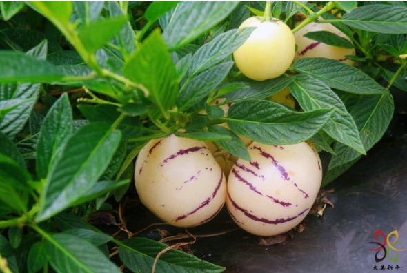 保山•施甸  金色人参果分外“甜”