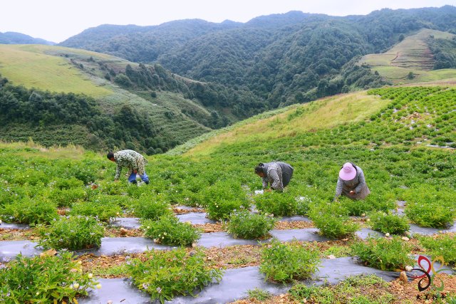 保山•施甸  金色人参果分外“甜”