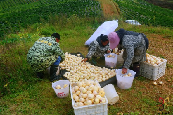 保山•施甸  金色人参果分外“甜”