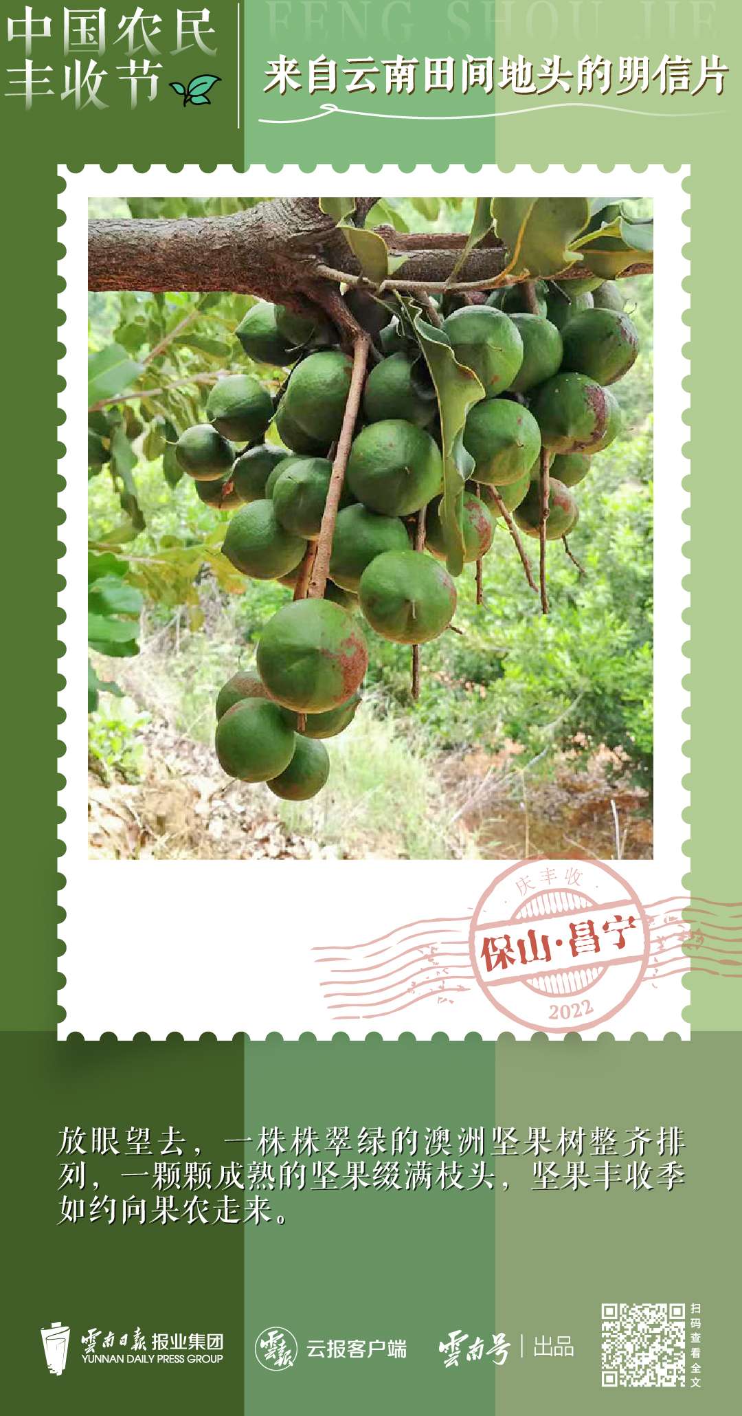 送你一组丰收明信片，作者是云南的他们→4.jpg