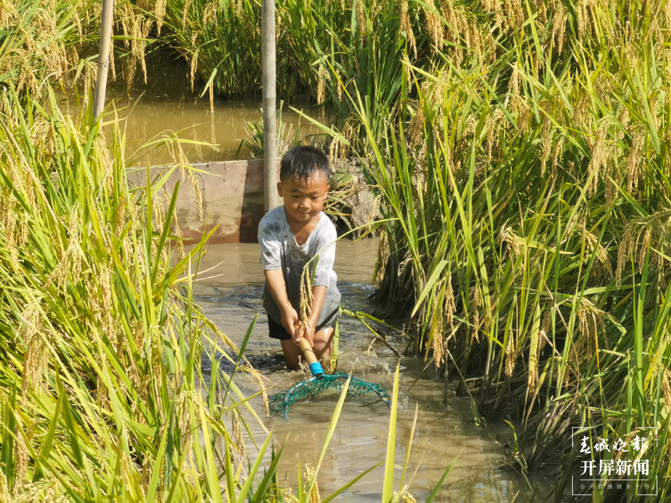 德宏民族团结月40年 | 稻田中的艺术学校开课啦